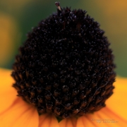Macro Samples-7