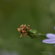 Sharpness Crop 2-2