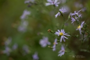 Sharpness Crop 2