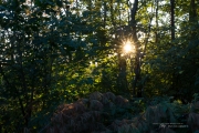 Sunburst