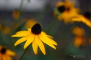 Tamron SP 45mm VC-35