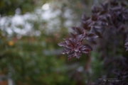 Tamron SP 45mm VC-37