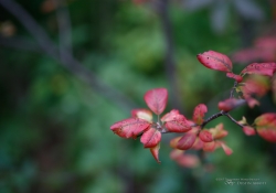 Macro Samples-2