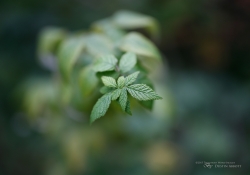 Macro Samples-3