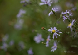 Macro Samples-4