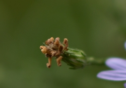 Macro Samples-5