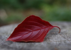 Macro Samples
