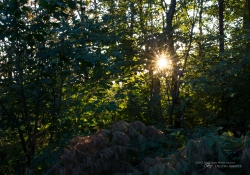 Sunburst
