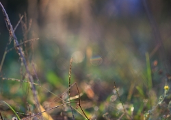 Tamron SP 45mm VC-15