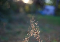 Tamron SP 45mm VC-16