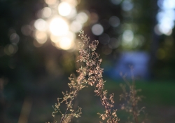 Tamron SP 45mm VC-17