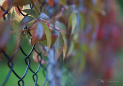 Tamron SP 45mm VC-18
