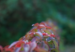 Tamron SP 45mm VC-19
