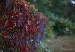 Tamron SP 45mm VC-21