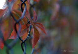 Tamron SP 45mm VC-22