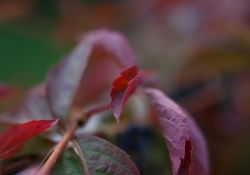 Tamron SP 45mm VC-23