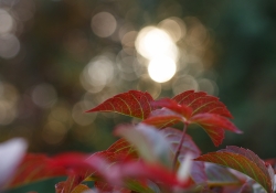 Tamron SP 45mm VC-24