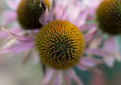 Tamron SP 45mm VC-28