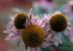 Tamron SP 45mm VC-31