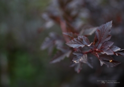 Tamron SP 45mm VC-34