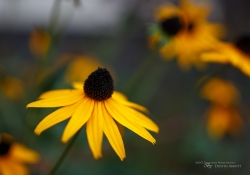 Tamron SP 45mm VC-35