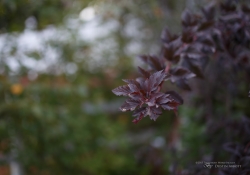 Tamron SP 45mm VC-37