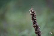 A067-Samples-66