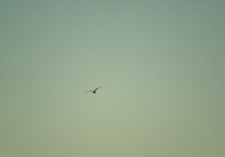 24-Bird-on-the-Wing-2 24-Bird-on-the-Wing-2