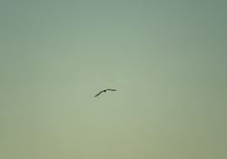 24-Bird-on-the-Wing-3 24-Bird-on-the-Wing-3