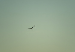 24-Bird-on-the-Wing 24-Bird-on-the-Wing