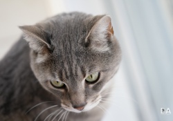 52-Bokeh-Samples-10