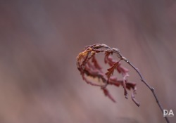 52-Bokeh-Samples-2