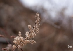 52-Bokeh-Samples-5