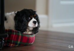52-Bokeh-Samples-9