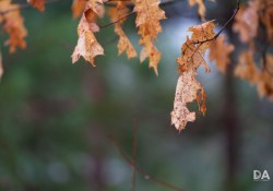 More-Walks-4