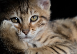 Focus and Crop-2