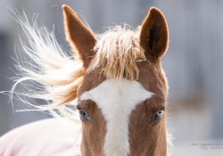 Focus and Crop Horse-2