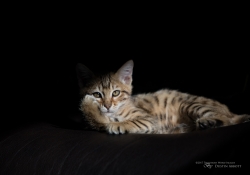 Focus and Crop