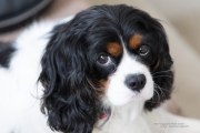 Bella