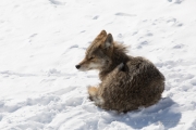 Wildlife with Extender-10