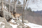 Wildlife with Extender-11