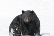 Wildlife with Extender-12