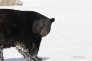 Wildlife with Extender-13