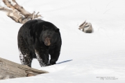 Wildlife with Extender-14