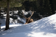 Wildlife with Extender-3