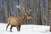 Wildlife with Extender-6