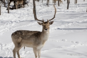 Wildlife with Extender-7