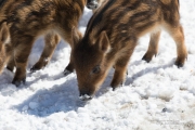Wildlife with Extender-8