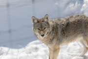Wildlife with Extender-9