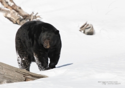 Wildlife with Extender-14